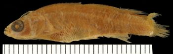 Media type: image;   Ichthyology 6395 Aspect: lateral